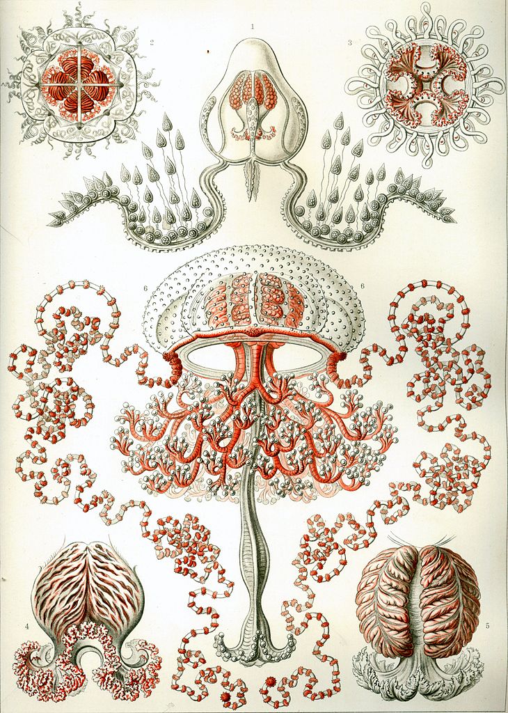 Ernst Haeckel