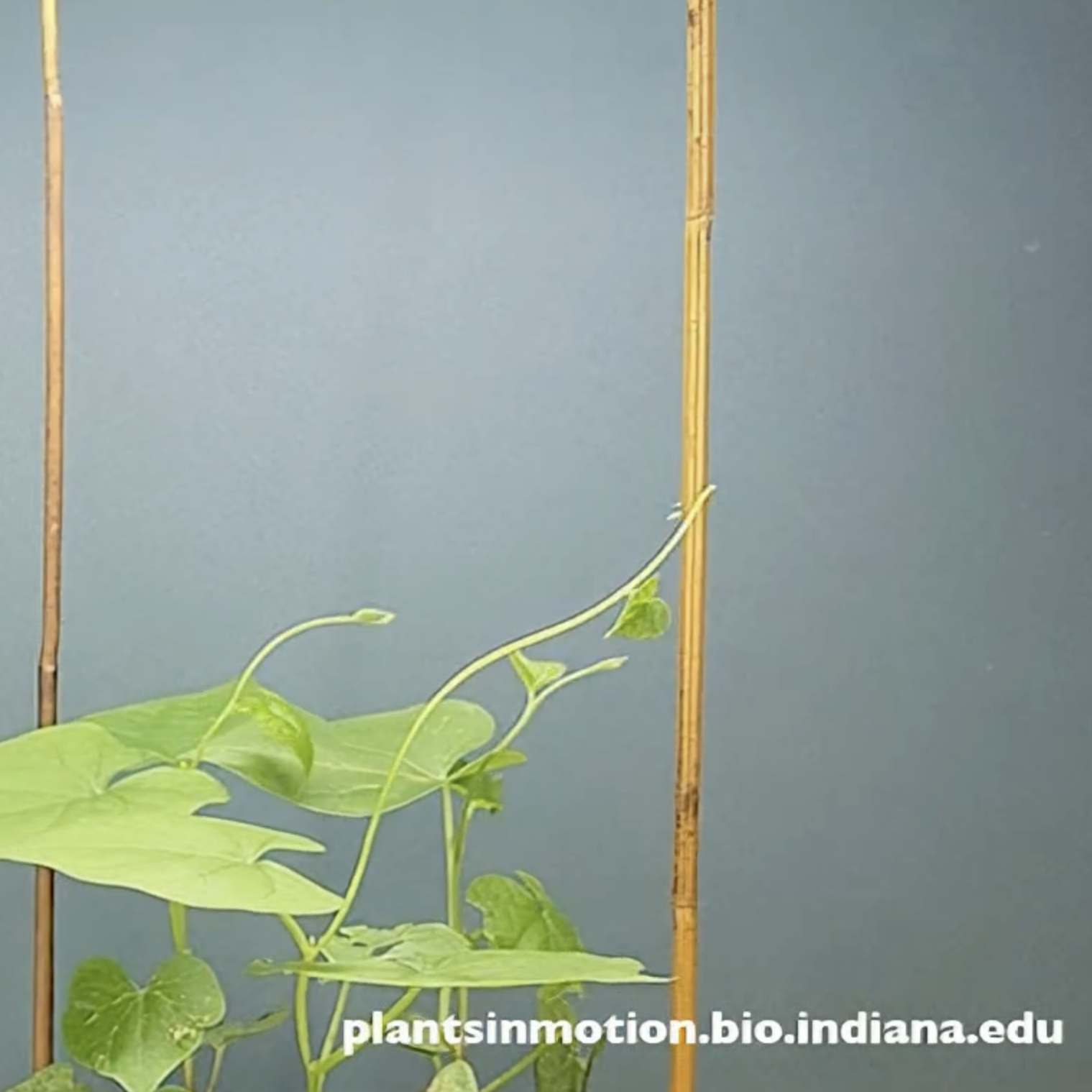 growing vines